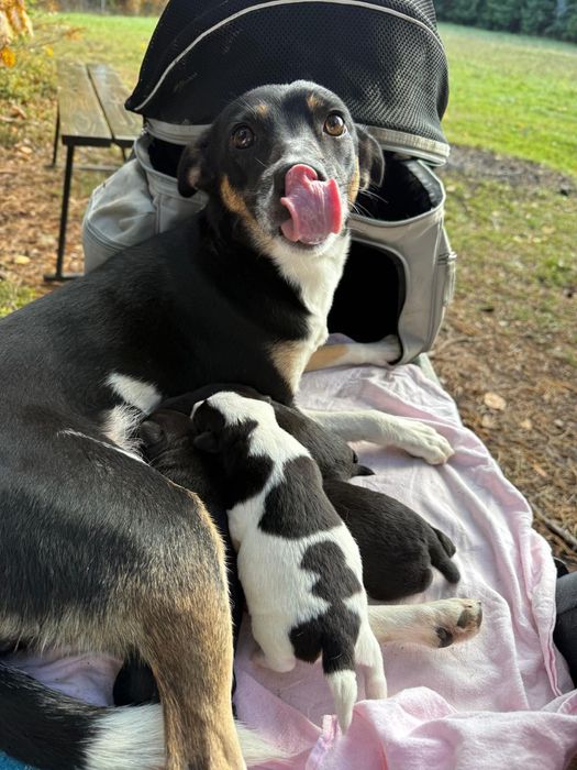 Cztery szczeniaczki do adopcji