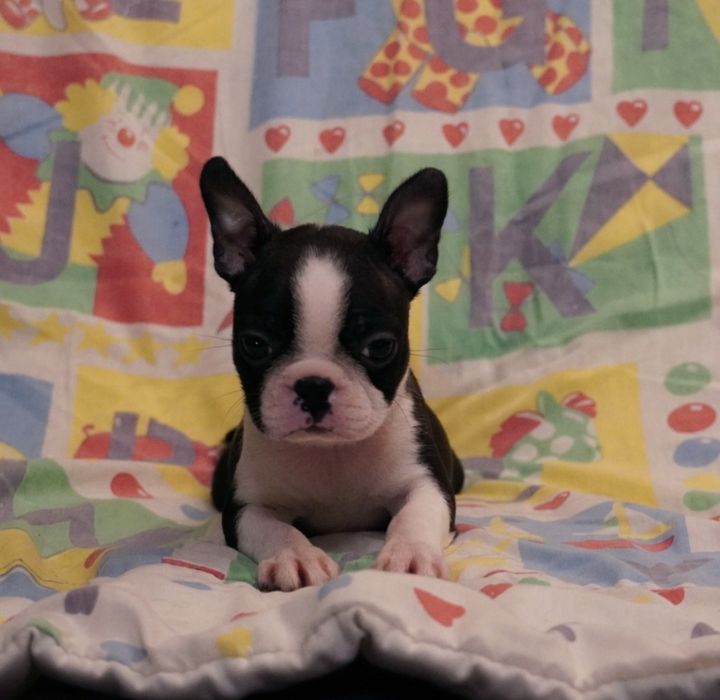 Boston terrier suczka