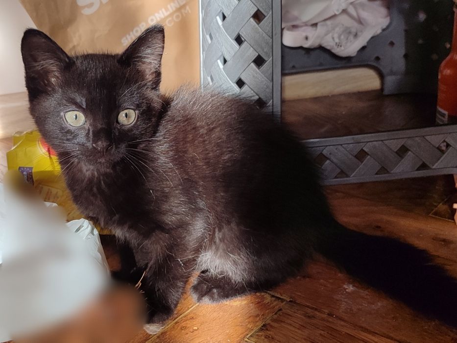 Віддаємо в добрі руки котика