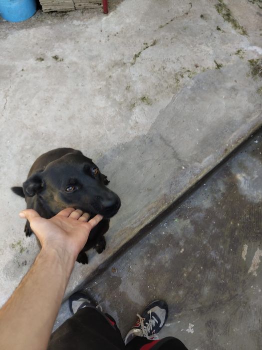 Da se  cadela  para adoção