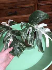 Monstera Variegata ukorzeniony dol matecznika