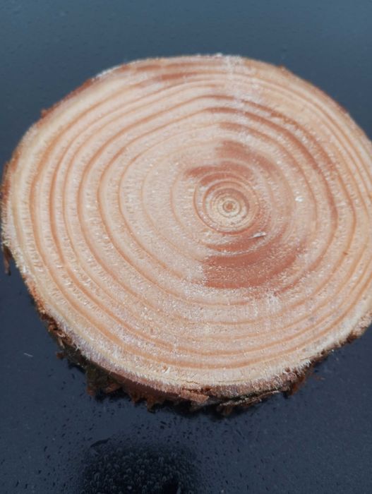 Plaster sosnowy krążek 10-15 cm gr 2cm