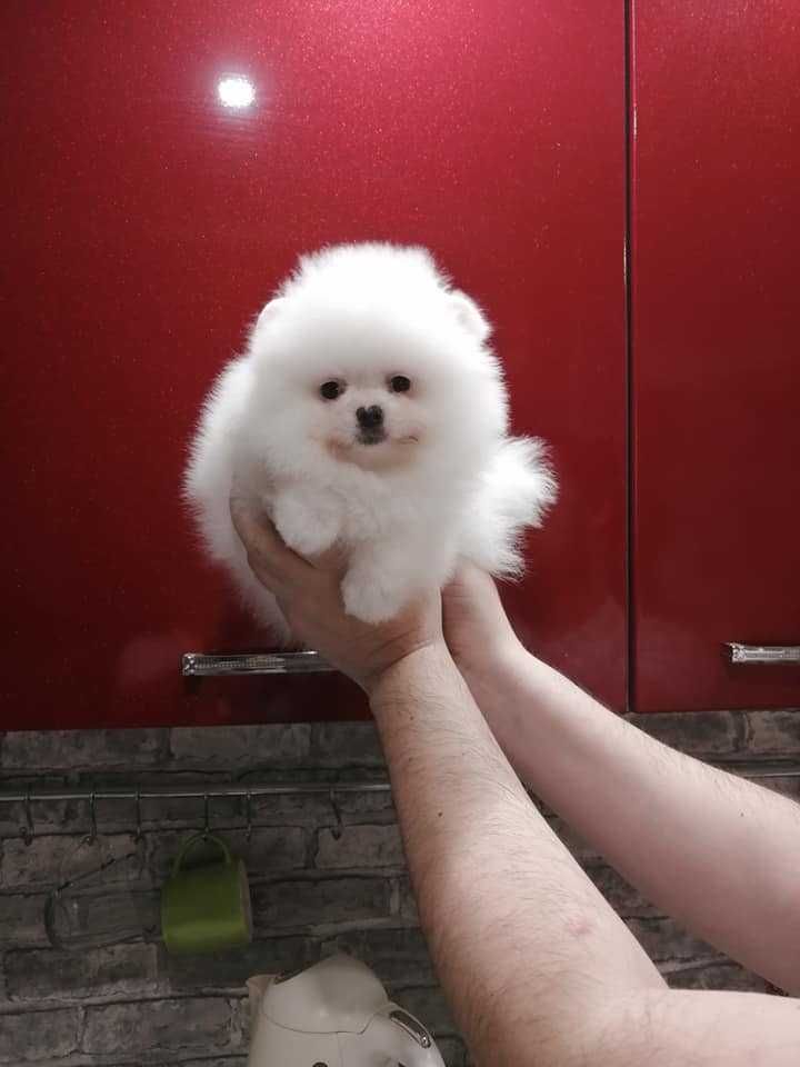 Spitz Anão ou Lulu da Pomerânia  Femea BRANCA NEVE  com LOP e AFIXO
