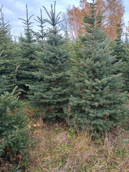 Drzewka choinkowe-  PRZYJDŹ, WYBIERZ ,ZAZNACZ