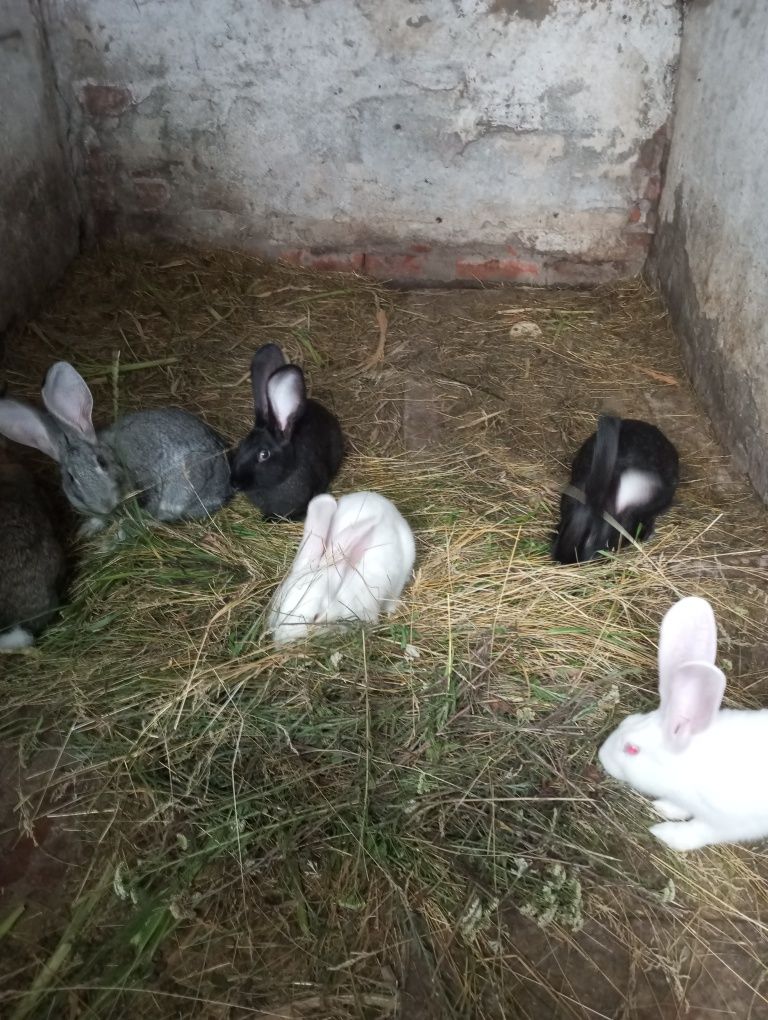 Продам самичок кролеків