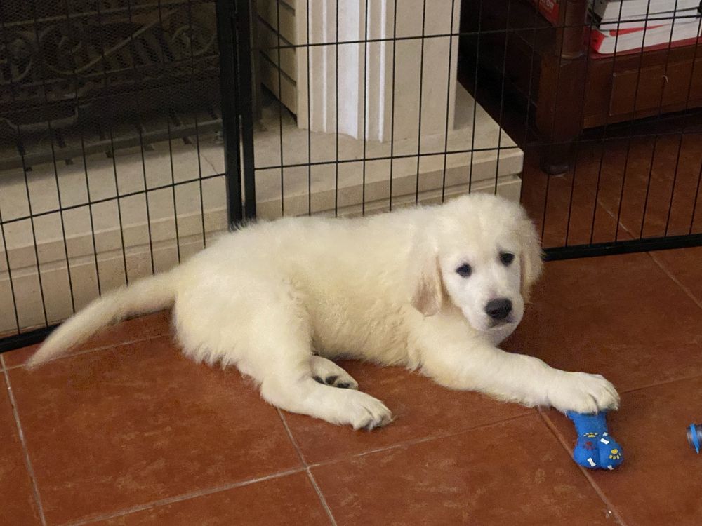 Magnífica Menina Golden Retriever de Excelentes Linhagens