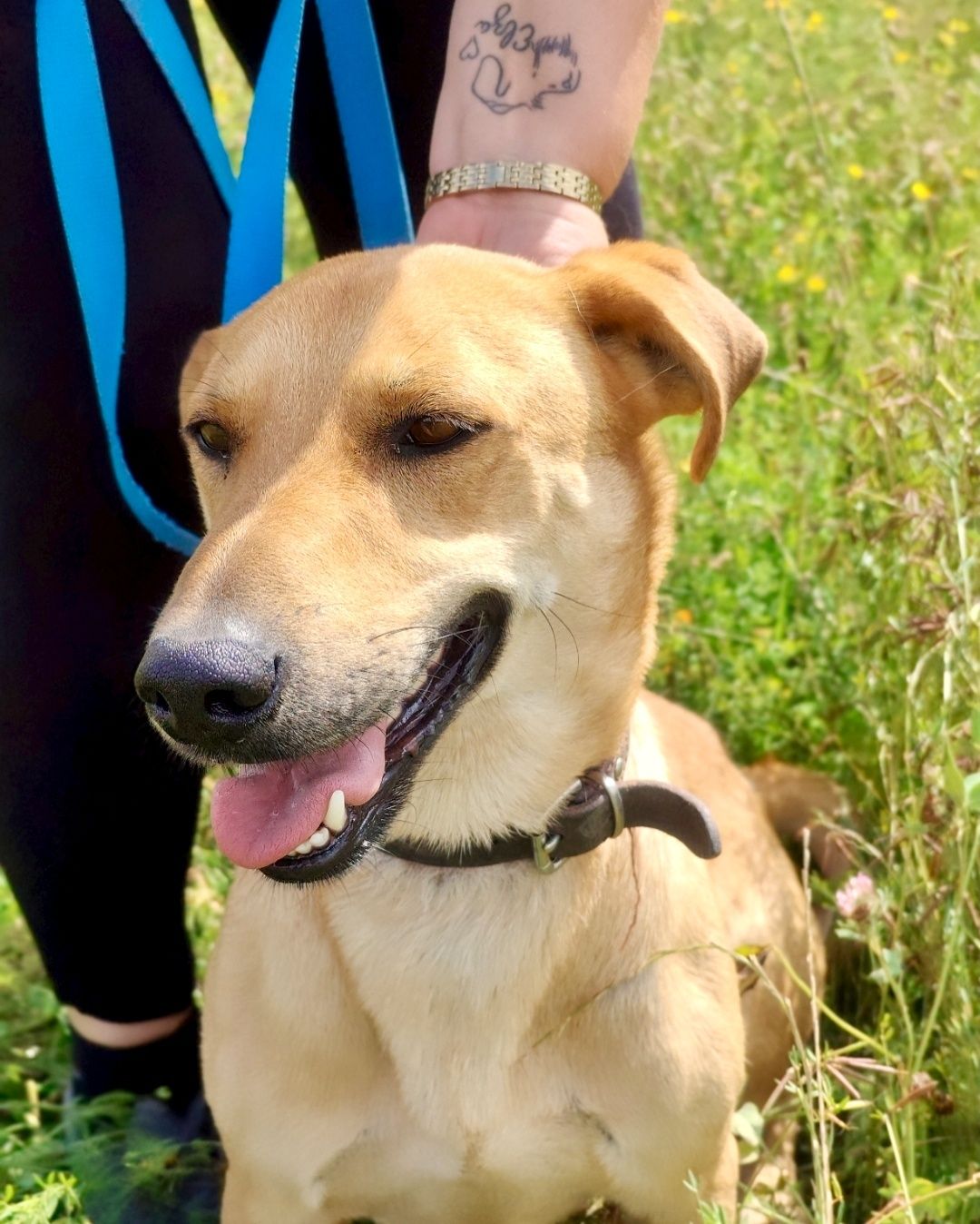 Rudi gorąco poleca się do adopcji ..