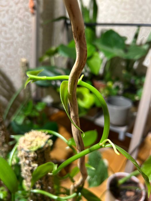 Орхідея ваніль Vanilla planifolia