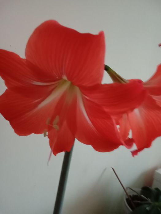 Кімнатна квітка з цибулинкою