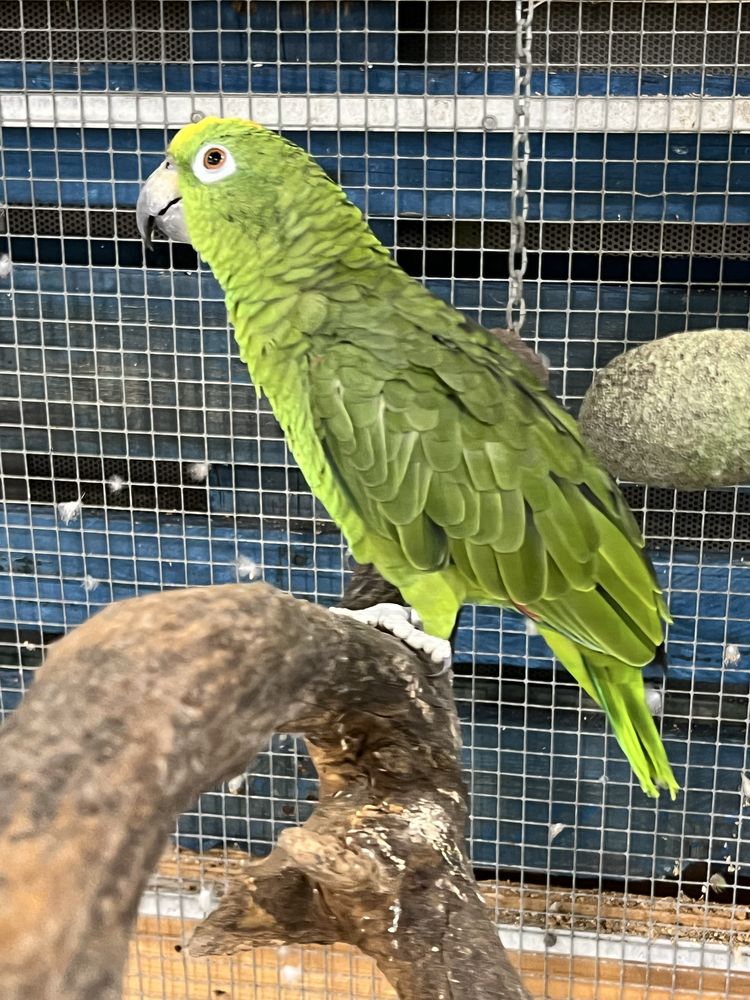 Papagaios Ochrocephalas