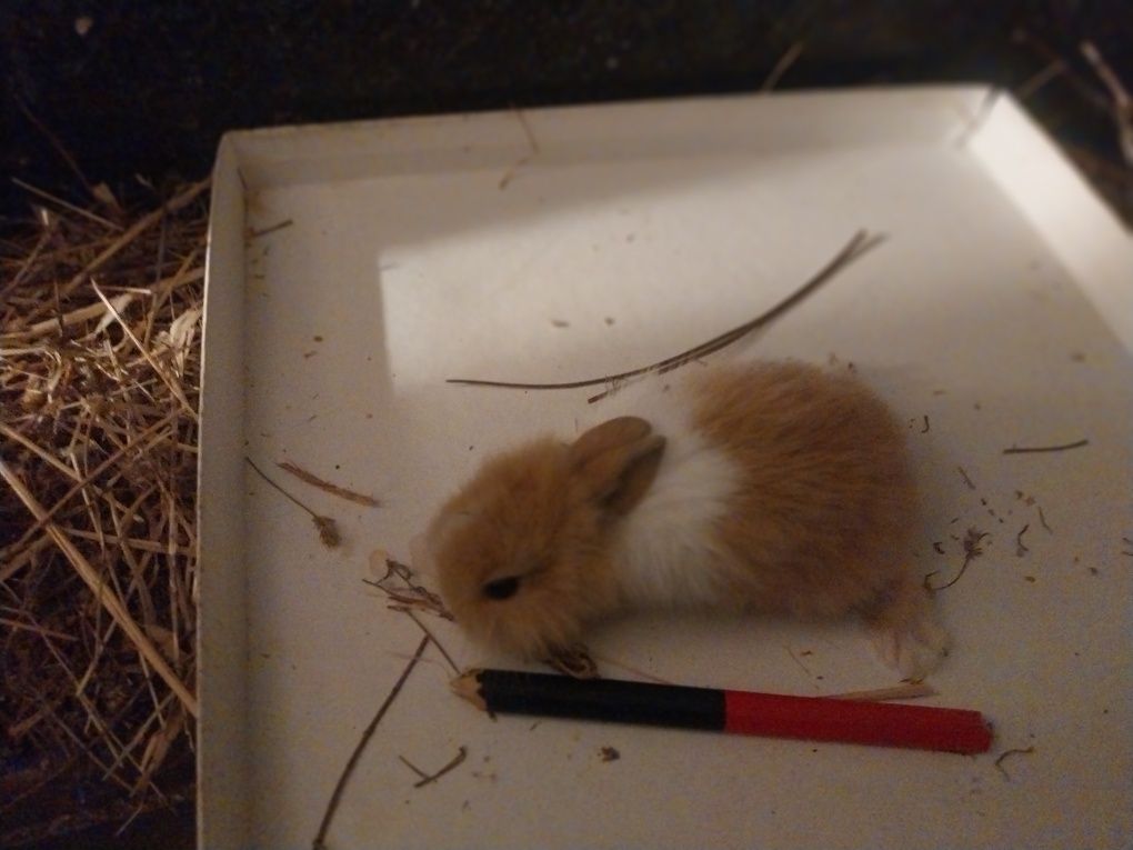 Coelhos anões angorá
