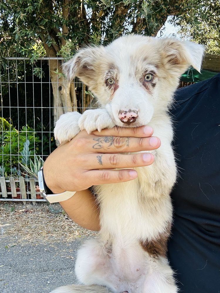 Menina border collie olhos verdes