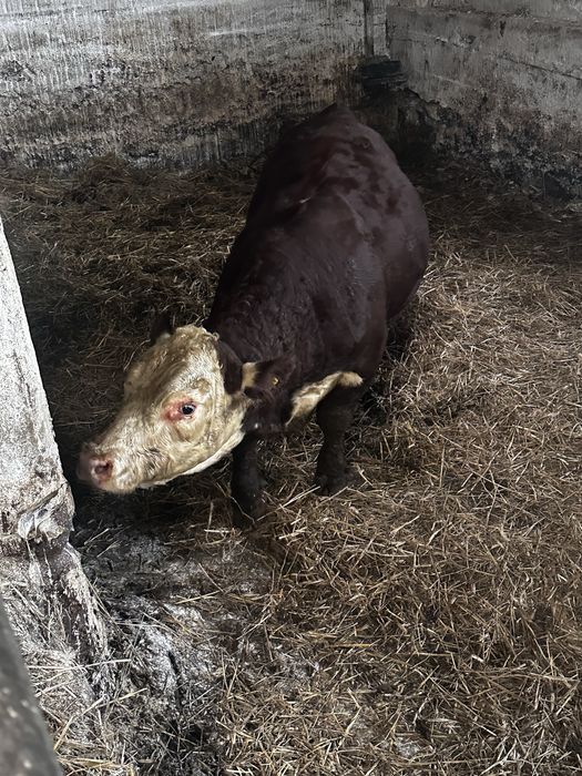 Byki Hereford Rozpłodniki