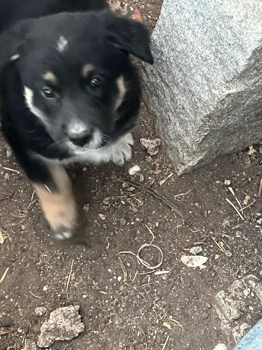 Cão da Serra da Estrela