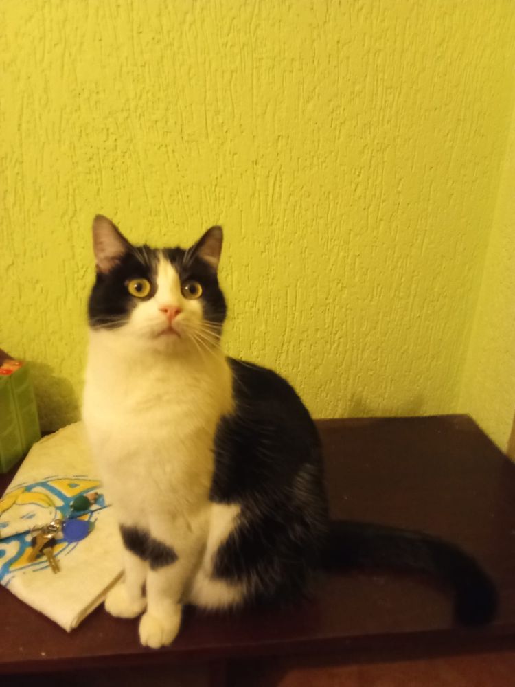 Do pilnej adopcji