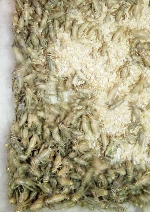 Банановый сверчок разного размера