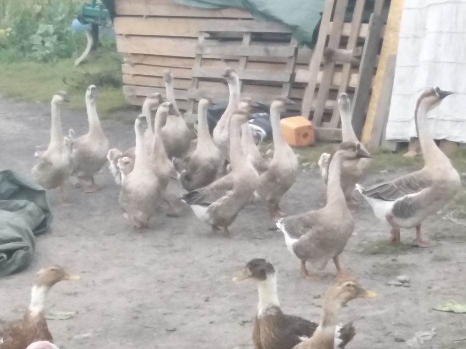 Kaczki, gęsi, indyki