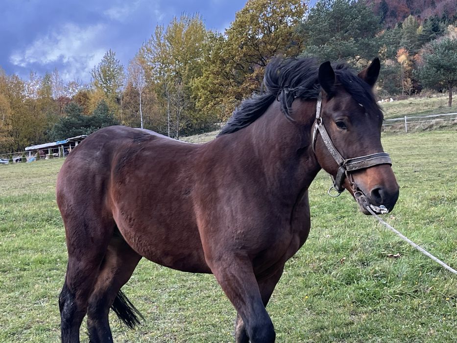 Sprzedam konia maści ciemnogniadej
