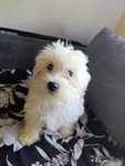 Maltipoo  urocza suczka