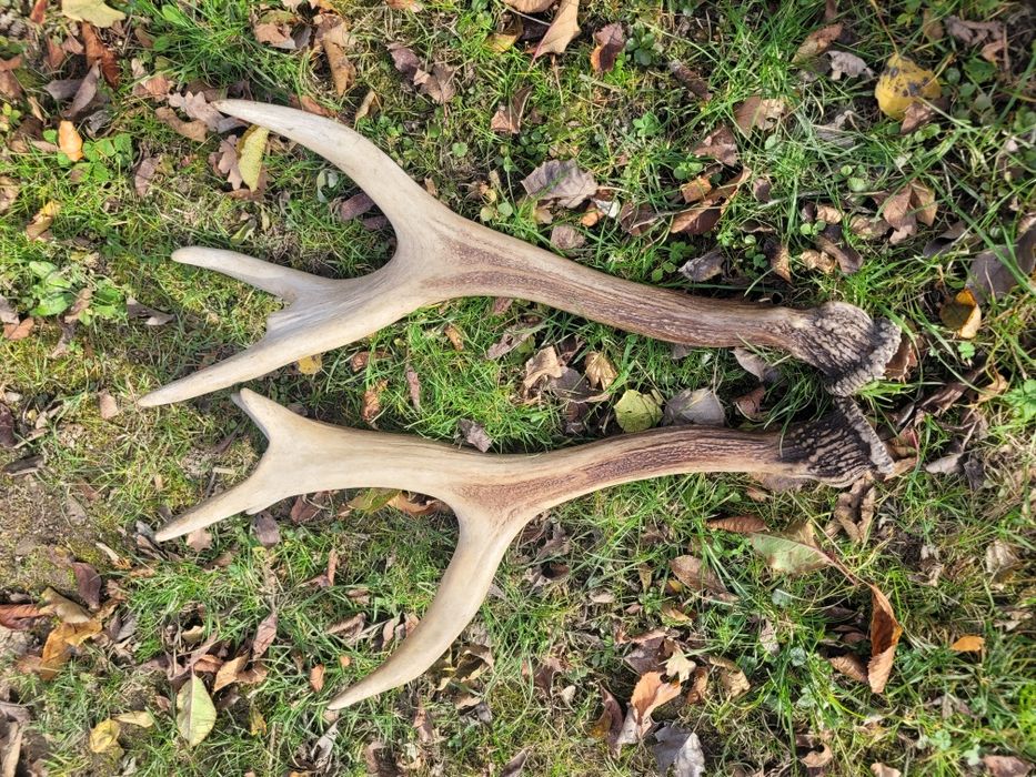 Poroże jelenia myłkus para