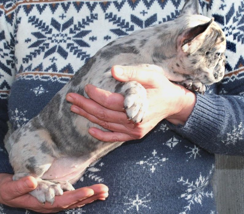 Розкішні французики