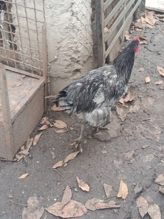 Продам курей джерсийский гігант