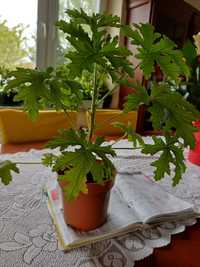 Geranium anginka