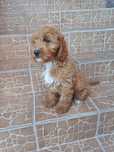 Cockapoo suczka Hybryda f1