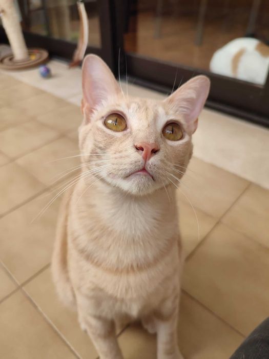 Gato amarelo para adoção consciente