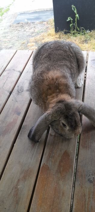 Baran francuski samica