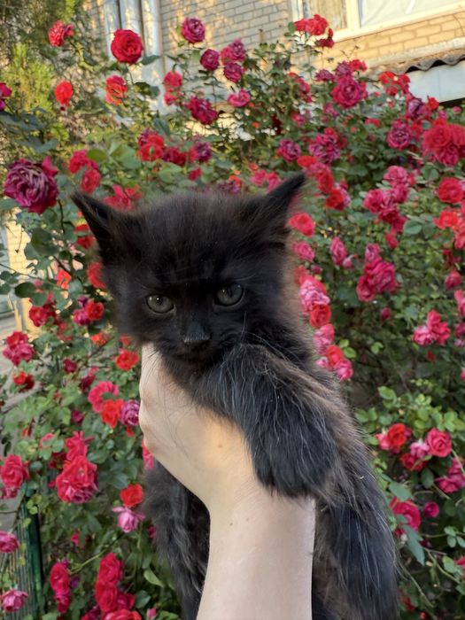 Потрібен дім Нужен дом котенку Черная кошечка