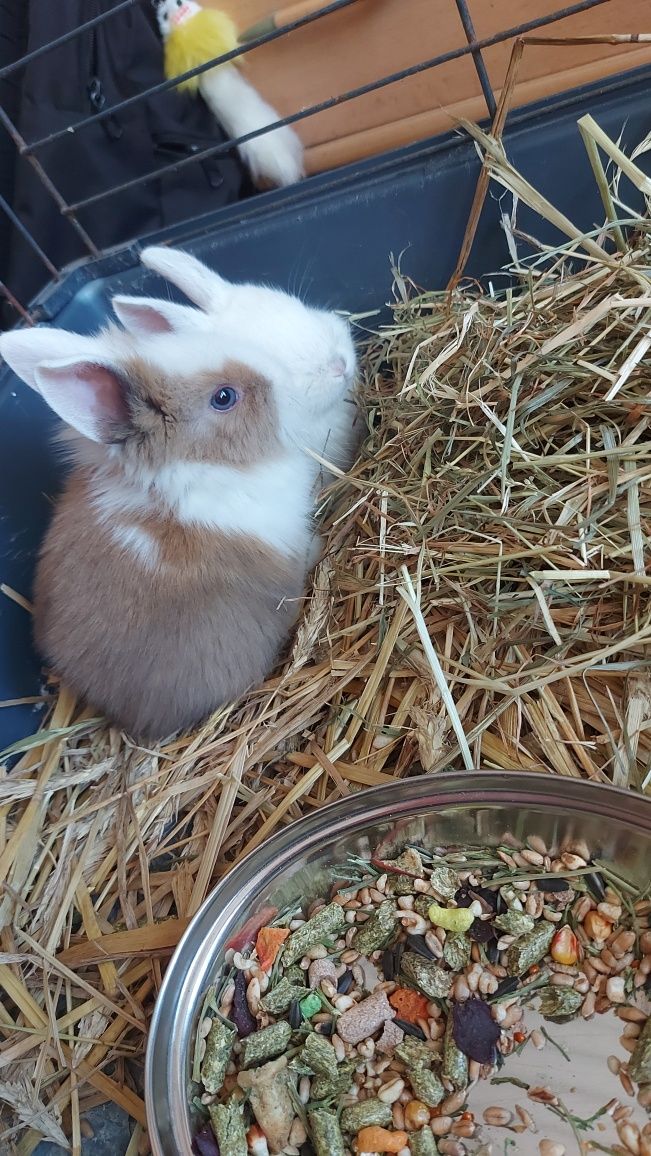 Króliczki miniaturka