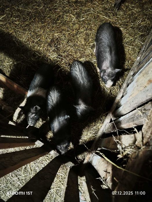 Продам в'єтнамських поросят 2 місяця