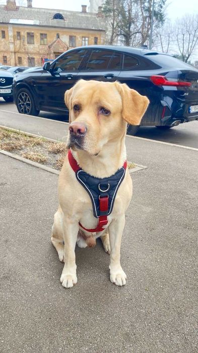 Лабрадор шукає дівчинку