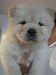 Samiec chow chow szczeniak