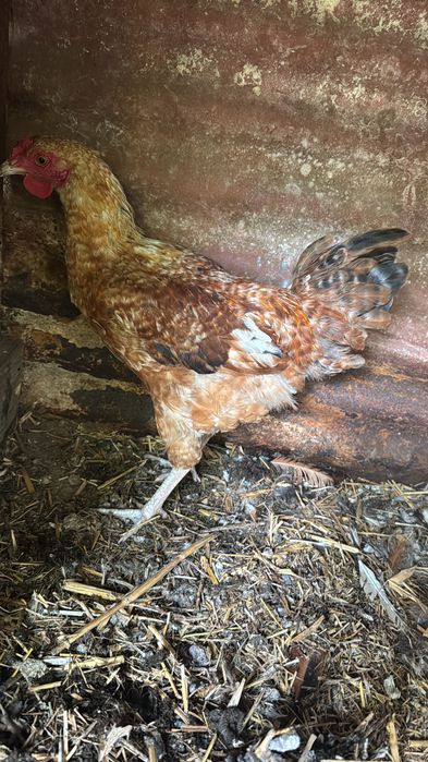 Galos de raça para venda e troca