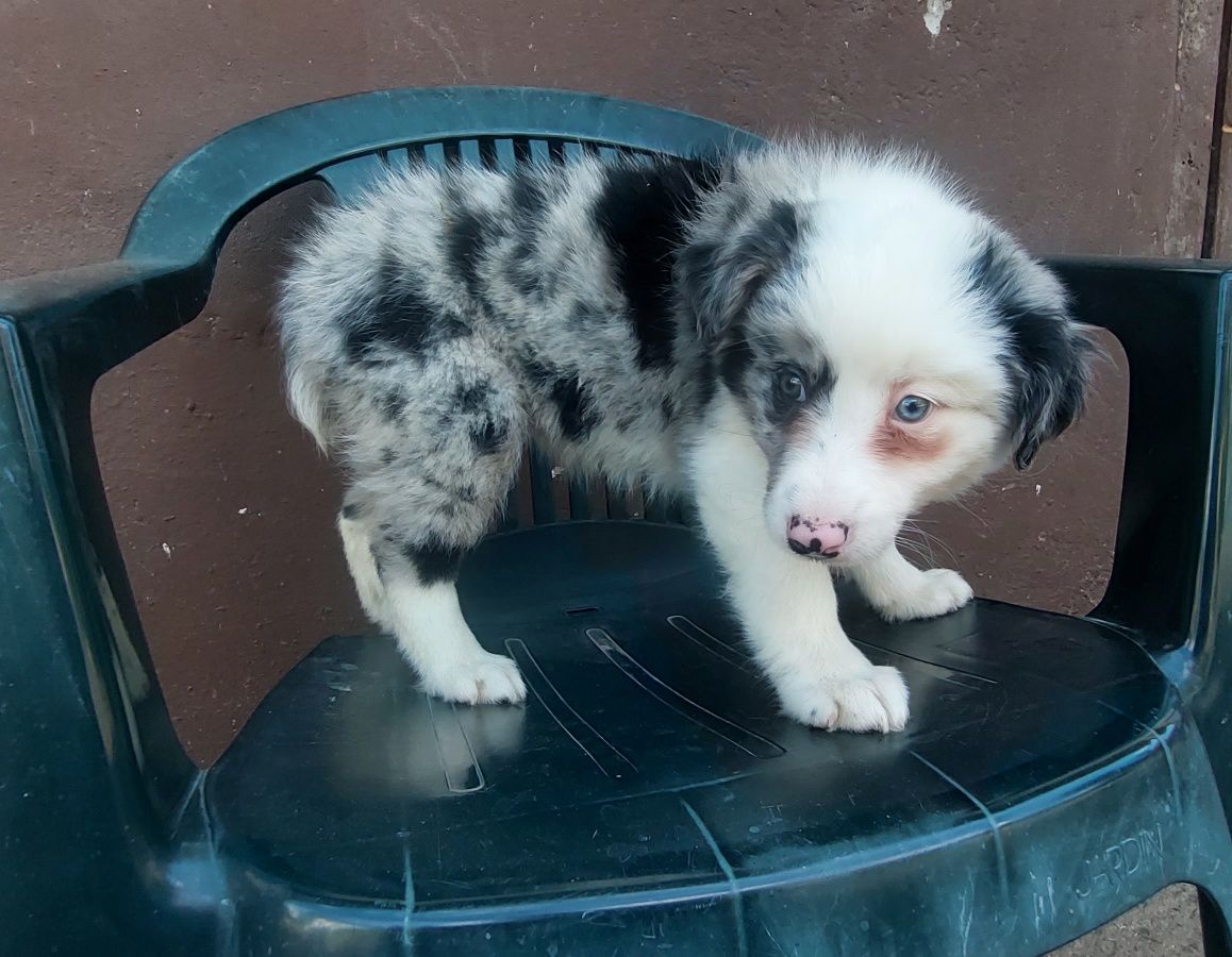 Border collie szczeniak blumerle
