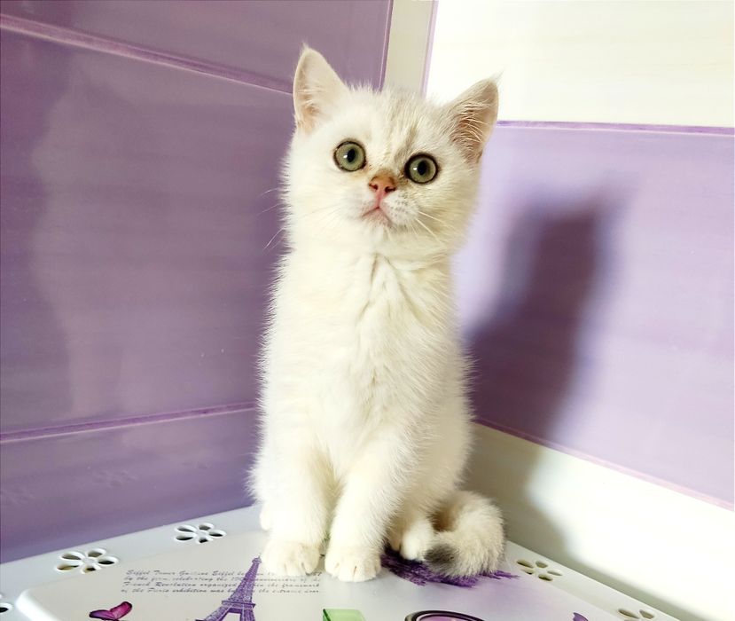 Серебриста шиншила