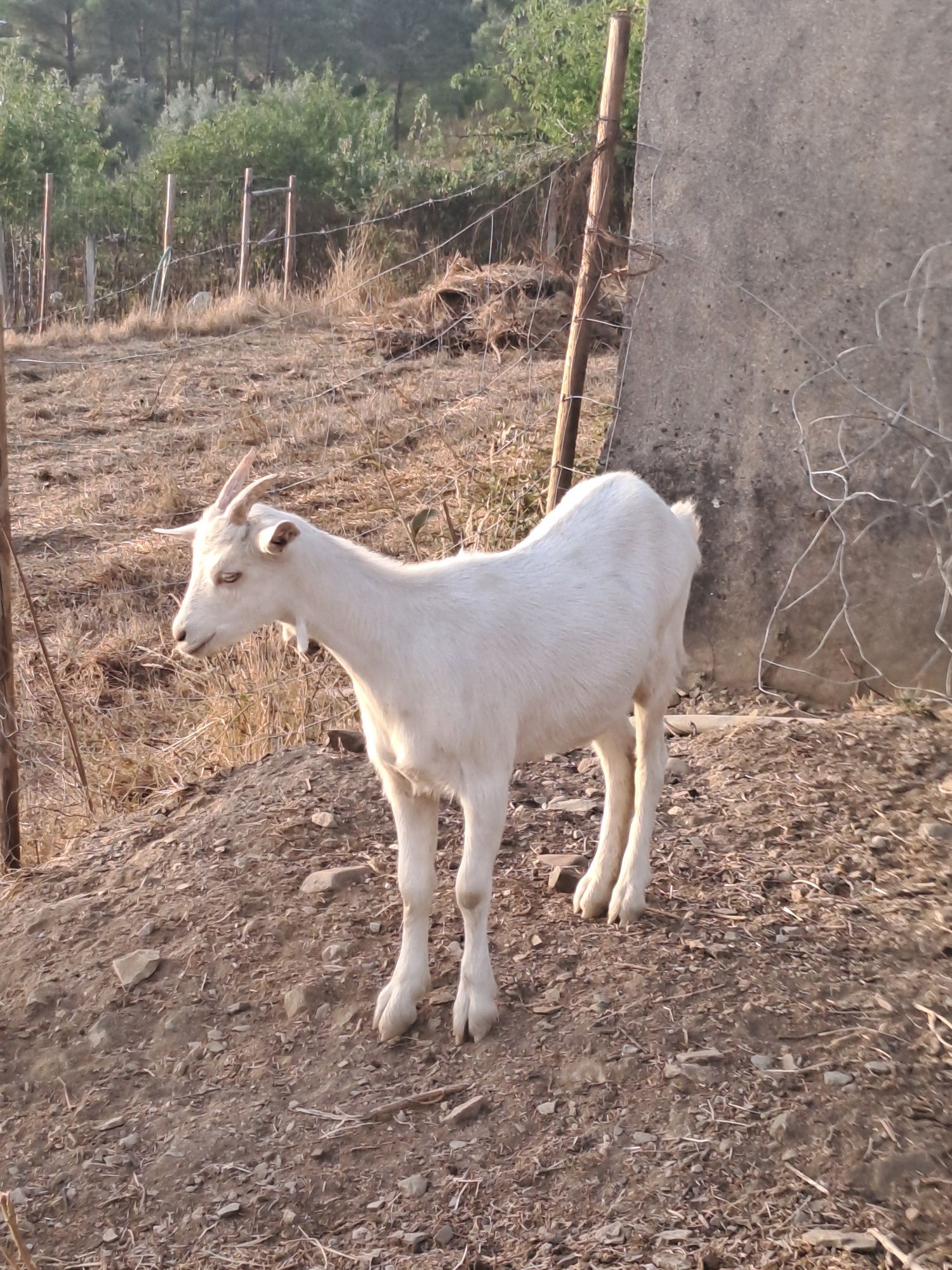 Cabrita Sannen com 4 meses