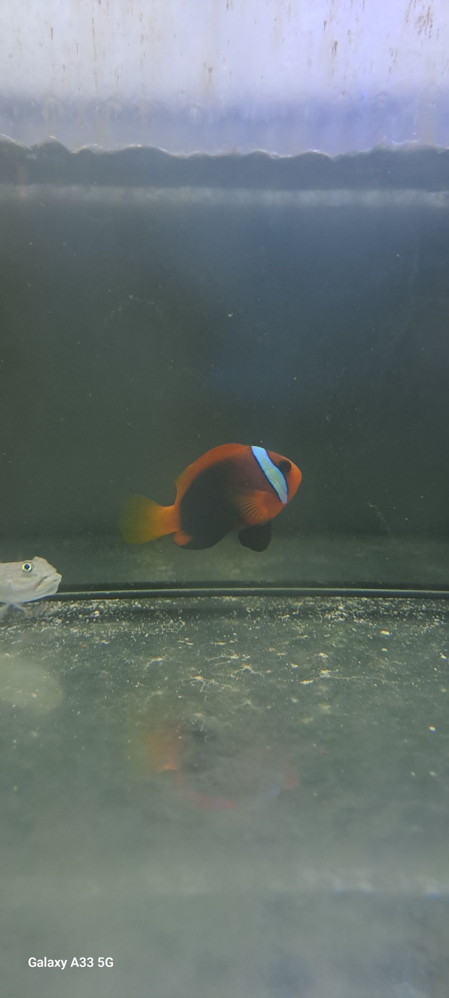 Amphiprion melanopus "M"