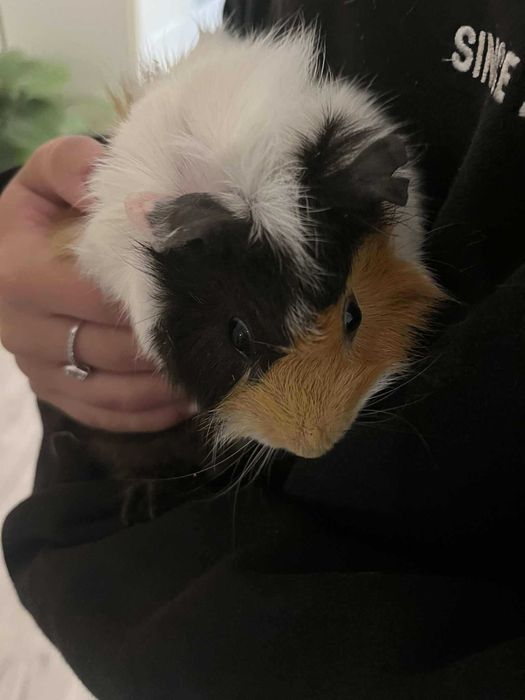 Swinka morska o krótkiej sierści