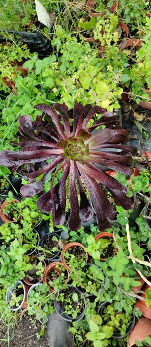 Vende-se plantas aromáticas, flores, árvores de fruto e ornamentais