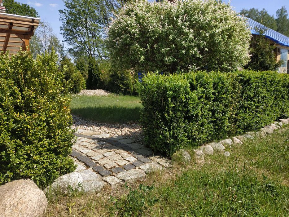 Bukszpan o wysokości 65cm w doniczce, idealny na żywopłot