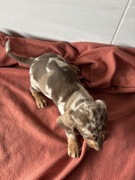 Teckel macho miniatura