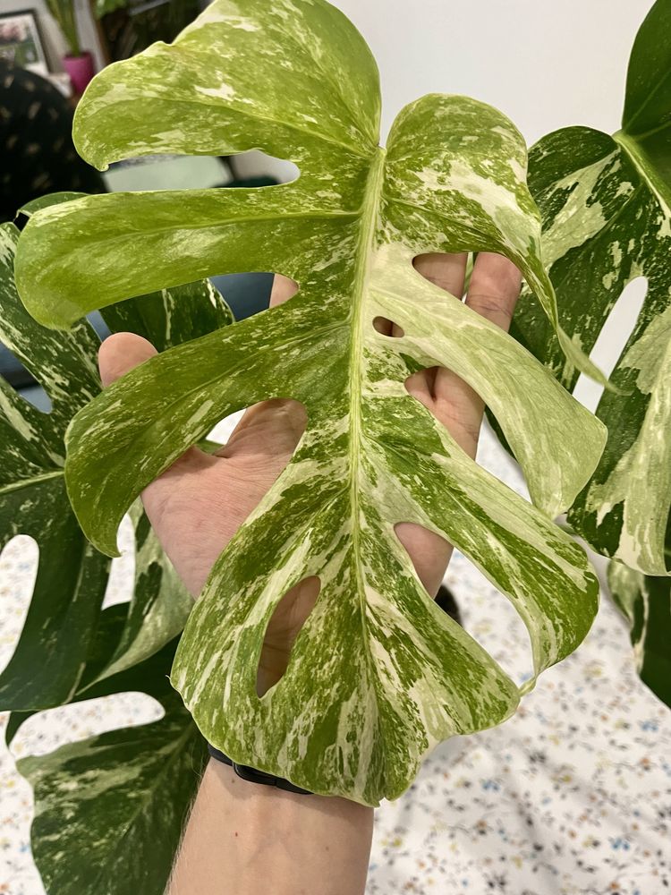 Monstera Deliciosa Variegata CAŁA roślina 60 cm