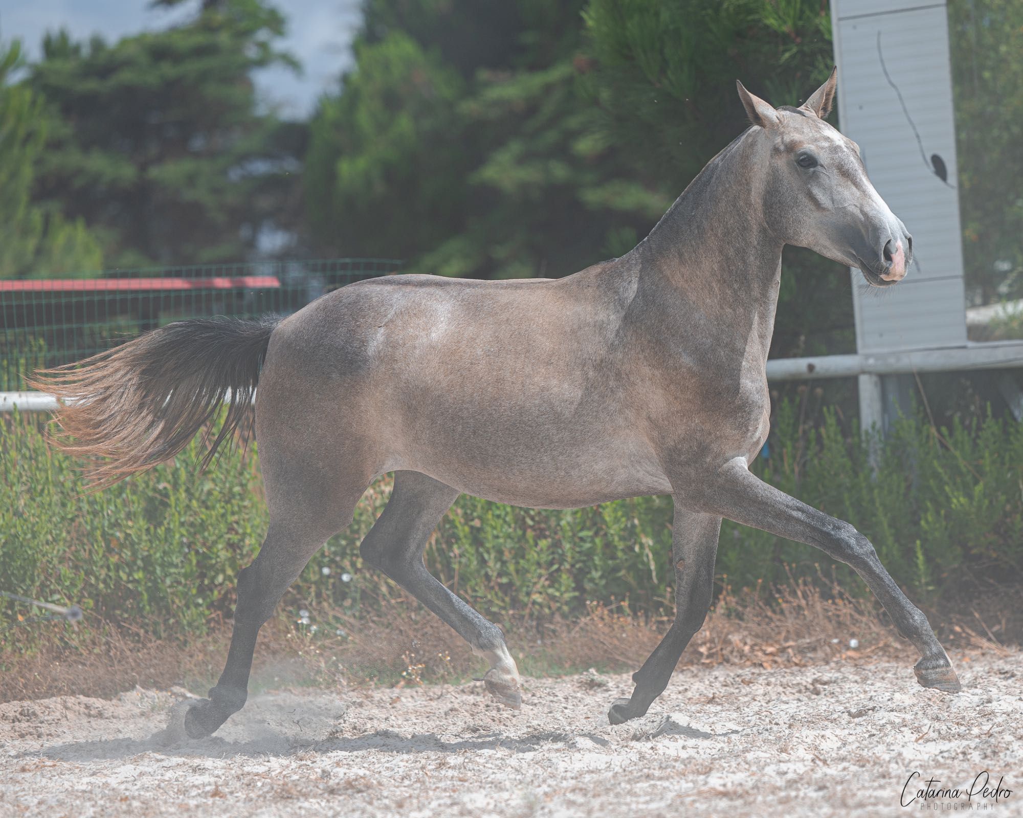 Poldra Puro Sangue Lusitano (2 anos)