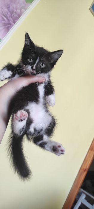 Віддам котика хлопчика