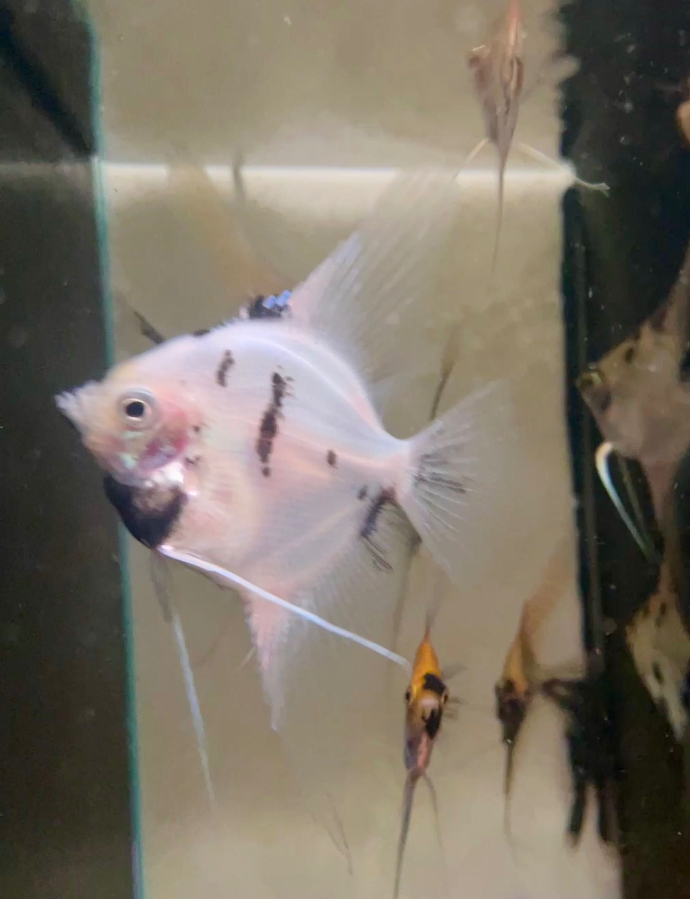 Pterophyllum Scalare (Escalar) - White Koi - A Grade