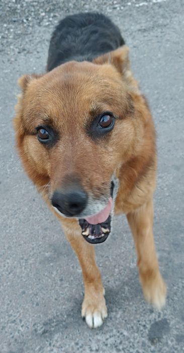 Шукаю родину для собаки