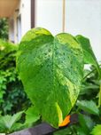 Monstera marmorata 3 listna